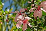 Fleurs 011